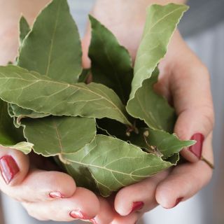 Estratto di foglie di alloro