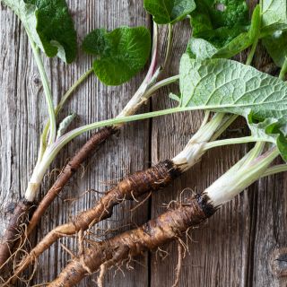 Estratto di radice di bardana